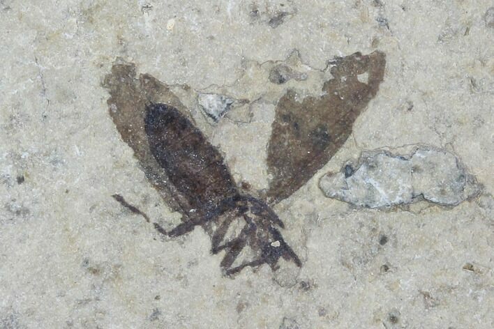 Fossil March Fly (Plecia) - Green River Formation #95846